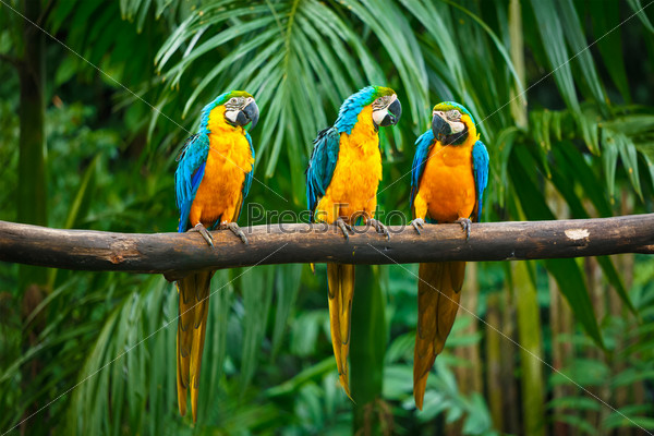 Blue-and-Yellow Macaw (Ara ararauna) parrots, also known as the Blue-and-Gold Macaw
