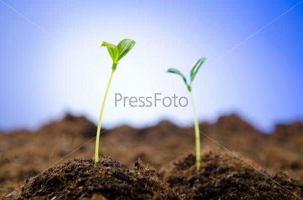 Green seedlings in new life concept, stock photo