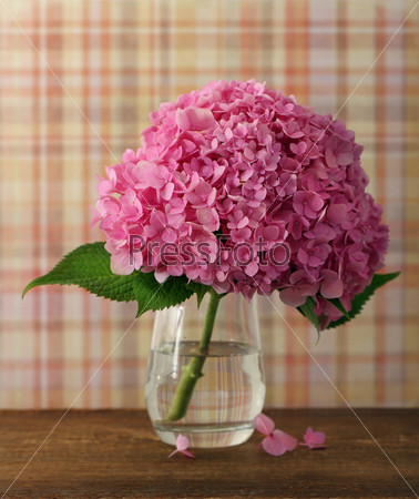 Beautiful blossoming pink hydrangea in the vase