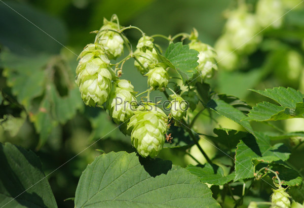 A detail view of some hop cones and the leaves of hop