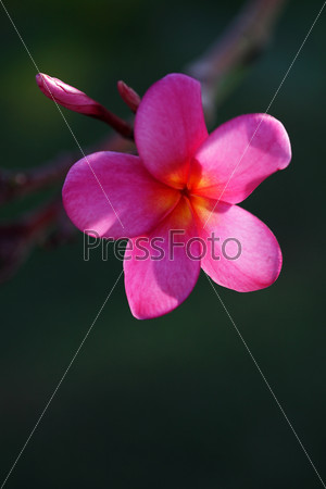 tropical frangipani flowers (plumeria), lighted up by a sun