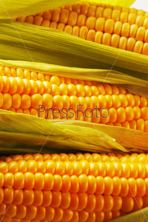 Свежий урожай кукурузы