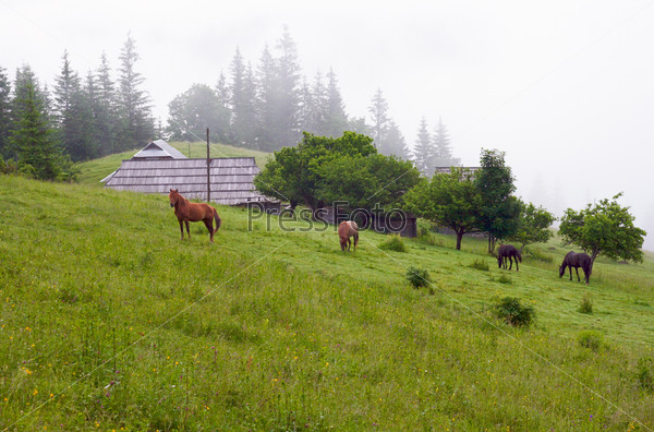 Summer mountain blossoming green meadow with farmhouse and horses (Carpathian Mt-s, Ukraine).