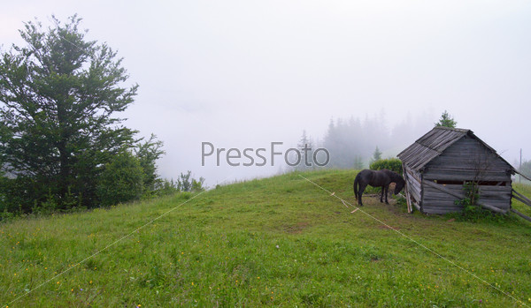 Summer mountain blossoming green meadow with barn and horse (Carpathian Mt-s, Ukraine).