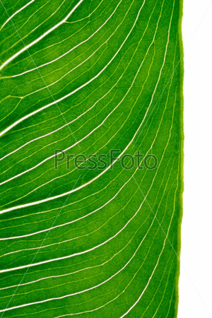 Closeup to calla leaf with bright light coming through showing leaf cells, isolated
