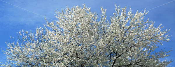 Part of blossoming cherry-tree on blue sky background (panorama, six shots)