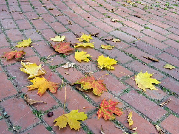 Autumnal leafs of maple on the circle block pavement