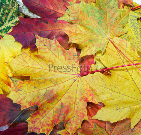 Colorful autumn maple leaf background, stock photo