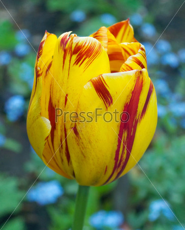Red-yellow striped tulip flower on blue forget-me-not flower background