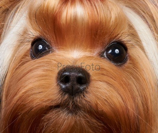Portrait of the beautiful Yorkshire Terrier with long eyelashes