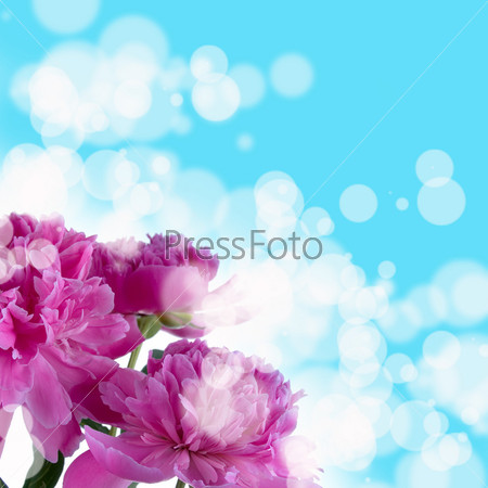 Pink peonies on a blue blurred background