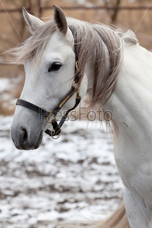 Beautiful Tersk stallion named Obraz, prize-winner of the Endurance horse race