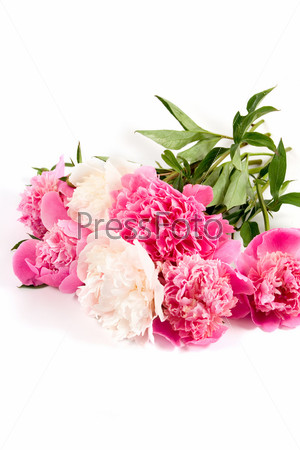 peony isolated on a white background