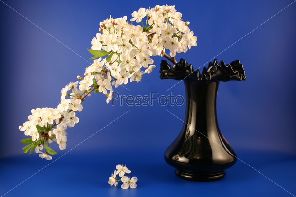 Vase with a branch of a blossoming cherry photographed on a dark blue background.