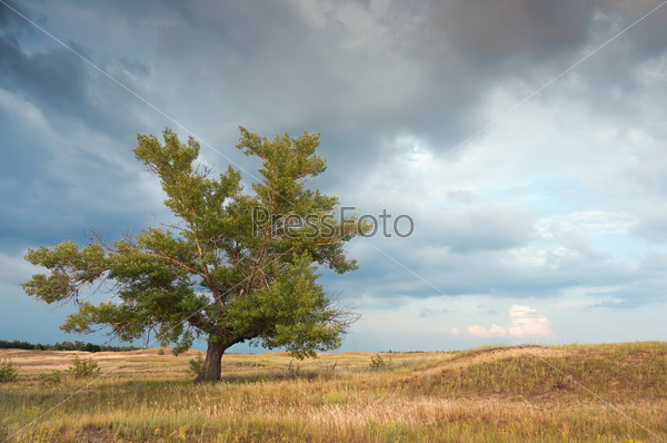 The big old tree alone grows in steppe. A lone poplar in steppe