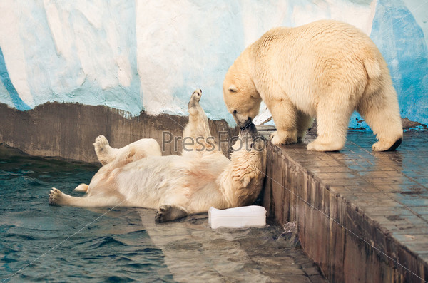Happy family of polar bears kissing in the zoo