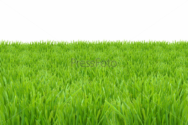 Газон со свежей весенней травой, изолированный на белом фоне