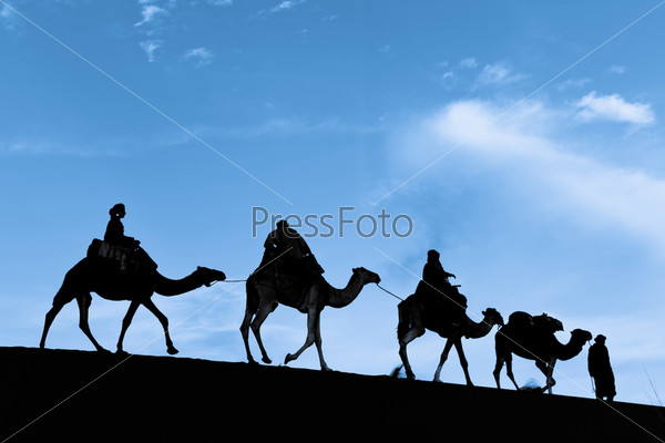Silhouette of Camel Caravan in the Sahara Desert