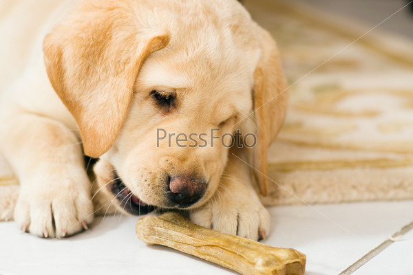 Puppy dog eating toy bone