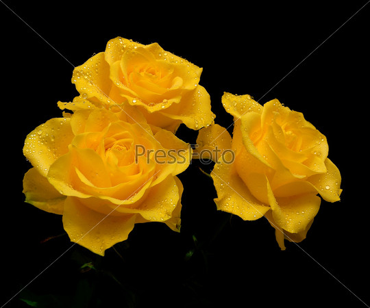 bouquet of three yellow roses in the drops of dew on a black background closeup