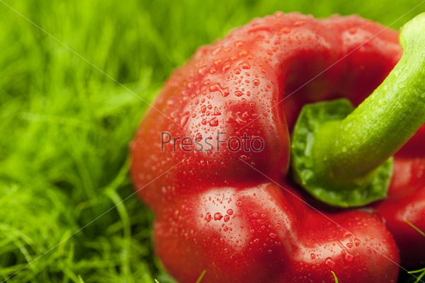 Red Pepper lying on green grass, stock photo