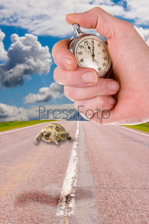 Turtles creeps on the asphalted road and a hand with a stop watch