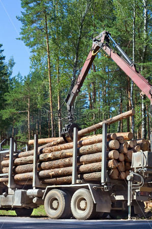 Shipping timber. Loading felled trees in the timber crane.