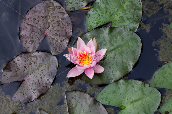 beautiful lily flower on the water