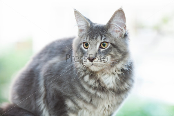 Полосатая  кошка породы мейн-кун  на открытом воздухе