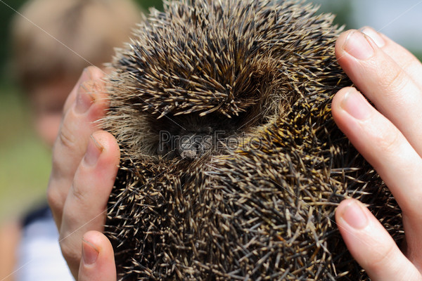 Hedgehog in a hands