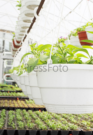Young plants are grown in the hot-house