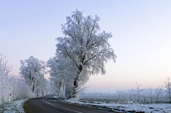The frosted trees and bushes along a country road in Zeeland, the Netherlands, partially lit by the highbeams of a car. Early morning.