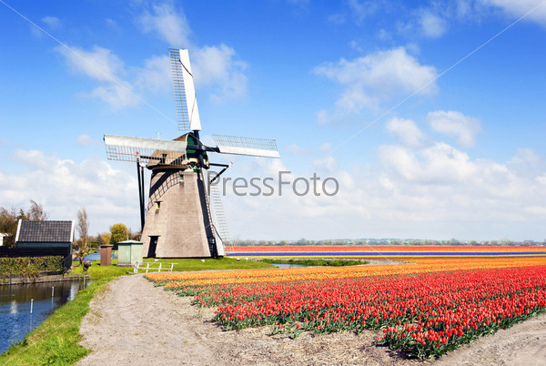 Typical, archetypal Dutch scene with a windmill and endless flower beds with tulips, daffodils, hyacinths and a small canal
