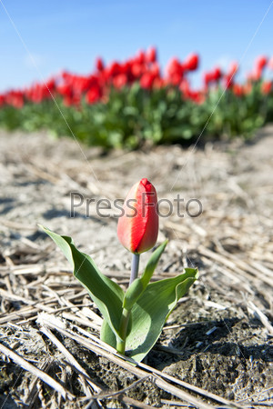 A small, solitary tulip with a huge flowerbed in the background conceptual for \