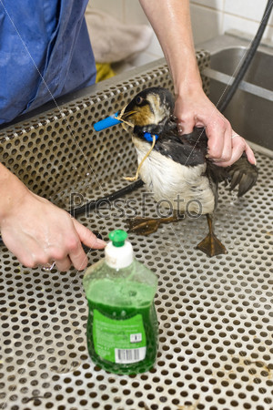 NETHERLANDS - OCT 9: An oil contaminated guillemot is cleaned at a local bird santuary October 9, 2008 in northern Netherlands.