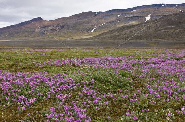 Дикие цветы у реки в Исландии