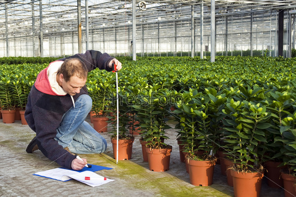 Мужчина измеряет высоту тепличных растений