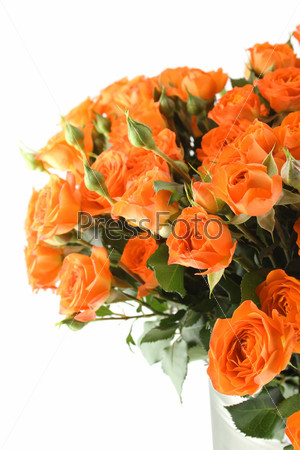 Close-up of a lot of beautiful orange roses in a metal bucket. Isolated on white background