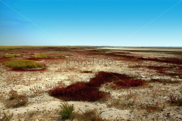 Побережье соленого озера с красной травой