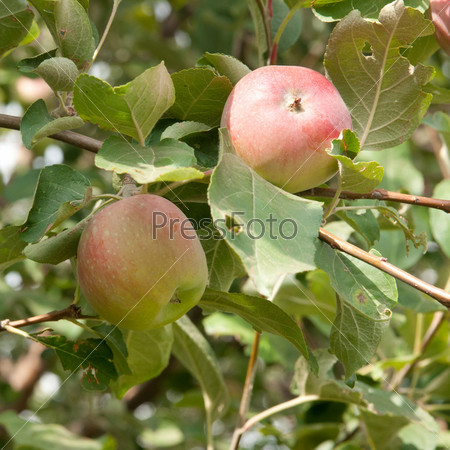 two apples on the tree