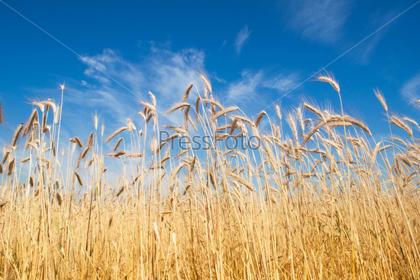 field of rye, blue sky