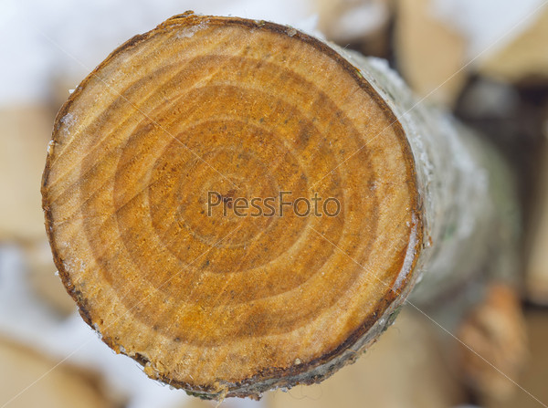 Cross-section saw cut of a log of an aspen.