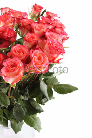 Close-up of a lot of beautiful pink roses in a metal bucket. Isolated on white background