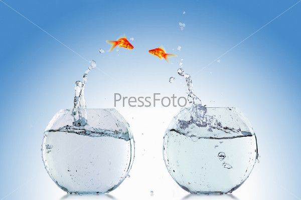 Goldfish jump towards each other