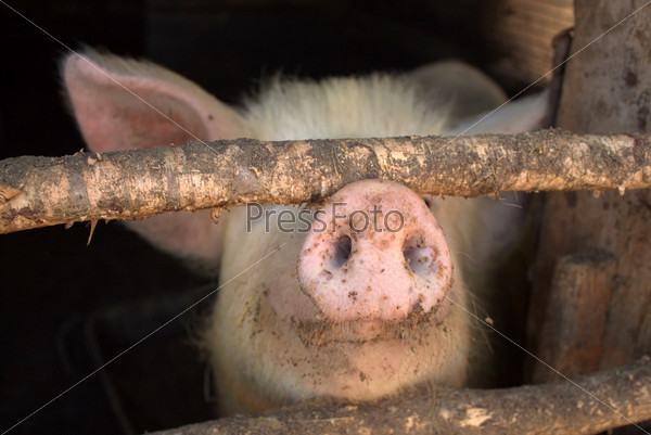 The pig has pushed a nose through a fence