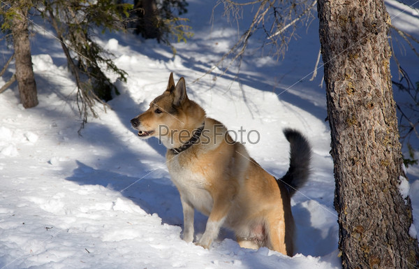 Red haired hunting dog  in winter. Bear Hunt