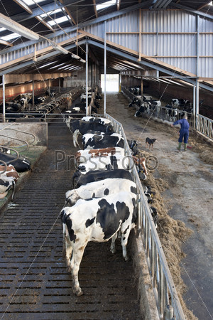 Modern stable interior, with many cows lingering about, light and spacious skylights and a farmer at work