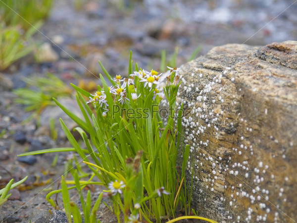 Live bouquet of sea asters and stone on the bank of the White sea.