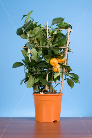 Tangerine tree (Citrofortunella microcarpa) with yellow fruits in yellow pot