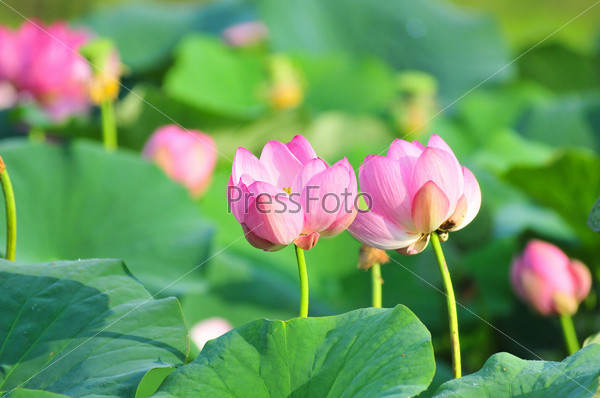 lotus flower (close up)